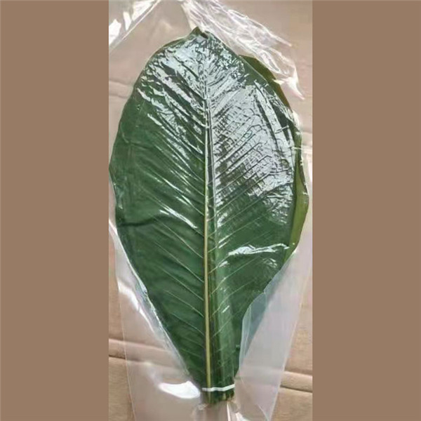 houba leaf